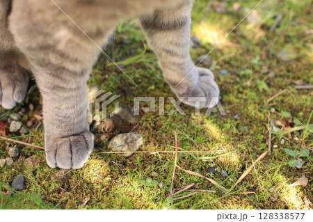 猫　足　ペット　キャット　愛猫　 128338577
