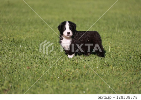 A black and white puppy is standing in a green field 128338578