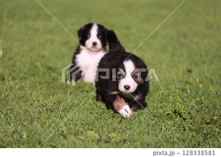 Two puppies running in a grassy field 128338581