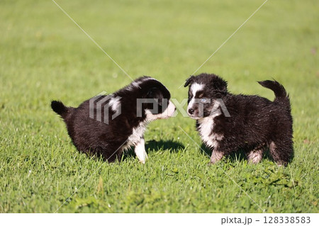 Two puppies are standing in a grassy field, one of which is looking at the other Two puppies are standing in a grassy field, one of which is looking at the other 128338583