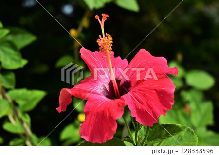 赤いハイビスカスの花 128338596