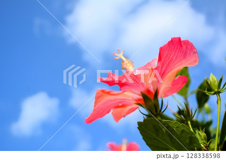 青空に向かって咲く赤いハイビスカスの花 青空に向かって咲く赤いハイビスカスの花 128338598