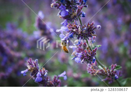 ラベンダーの周りを飛ぶ蜂蜜 ラベンダーの周りを飛ぶ蜂蜜 128338637