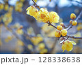 蝋梅 128338638