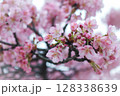 桜 128338639