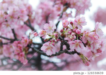 桜 桜 128338639