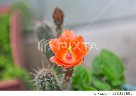 サボテンの花で可愛いマイガーデン 128338693