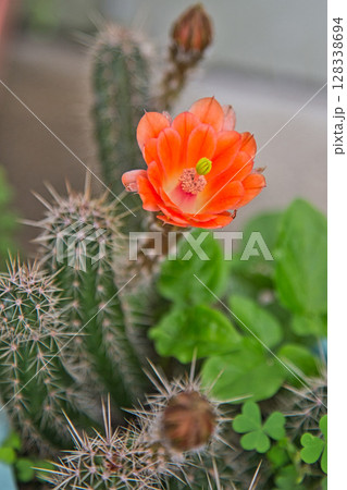 サボテンの花で可愛いマイガーデン 128338694