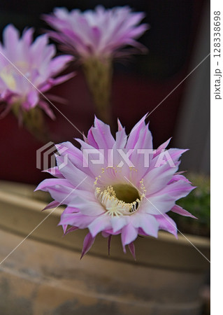 サボテンの花で可愛いマイガーデン 128338698