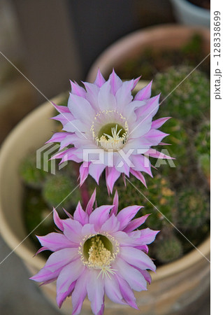 サボテンの花で可愛いマイガーデン 128338699