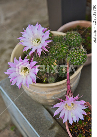 サボテンの花で可愛いマイガーデン サボテンの花で可愛いマイガーデン 128338700