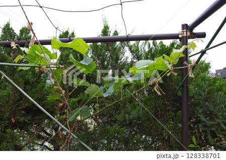 サボテンの花で可愛いマイガーデン 128338701