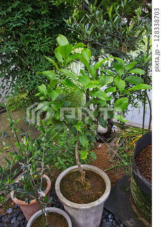 サボテンの花で可愛いマイガーデン 128338703