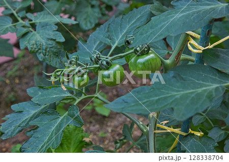 サボテンの花で可愛いマイガーデン 128338704