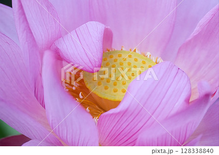 綺麗な蓮の花びら 綺麗な蓮の花びら 128338840