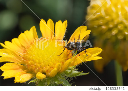 花の上を歩き回るアリ 128338841