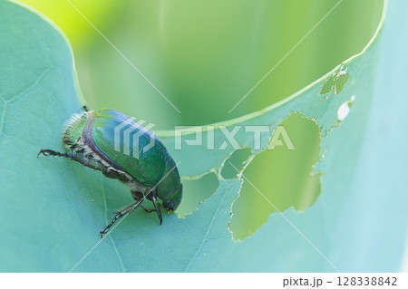 蓮の葉を食べているコガネムシ 128338842