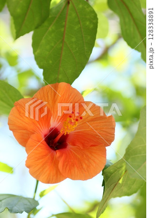 オレンジ色のハイビスカス　夏風景 128338891