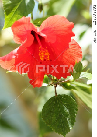赤いハイビスカス　夏風景 128338892
