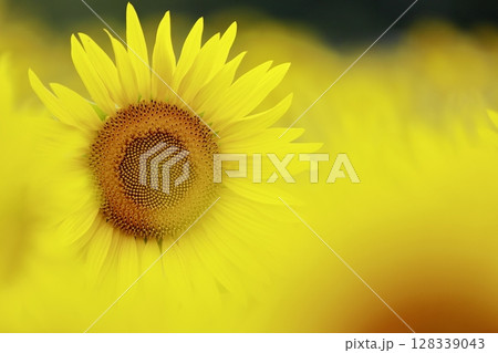 ひまわり 128339043