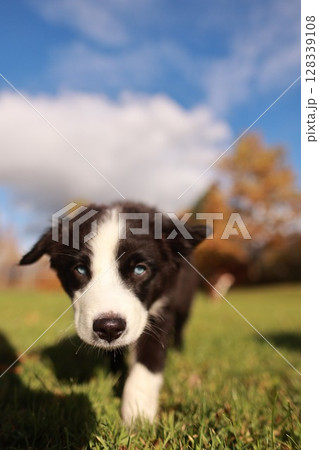A black and white dog is walking on a grassy field 128339108