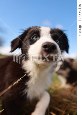 A black and white dog with blue eyes is looking at the camera A black and white dog with blue eyes is looking at the camera 128339110