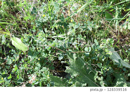 雑草, 草, 庭, 荒地, 野草, 空き地, 植物, 緑, 葉, 自然, 草原, 屋外, グリーン 雑草, 草, 庭, 荒地, 野草, 空き地, 植物, 緑, 葉, 自然, 草原, 屋外, グリーン 128339516