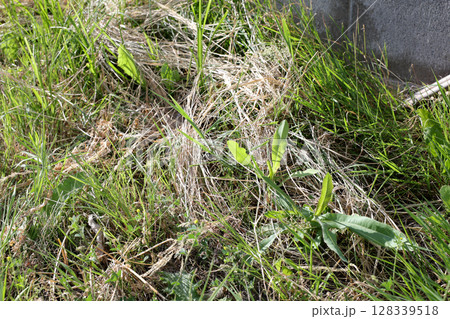 雑草, 草, 庭, 荒地, 野草, 空き地, 植物, 緑, 葉, 自然, 草原, 屋外, グリーン 雑草, 草, 庭, 荒地, 野草, 空き地, 植物, 緑, 葉, 自然, 草原, 屋外, グリーン 128339518
