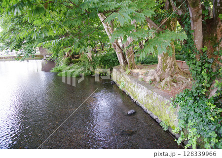 三島市 白滝公園 三島市 白滝公園 128339966