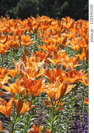 札幌花名所　百合が原公園　フラワーパーク 128340100