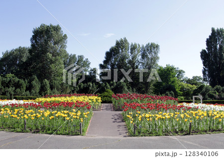 札幌花名所 百合が原公園 フラワーパーク 札幌花名所 百合が原公園 フラワーパーク 128340106