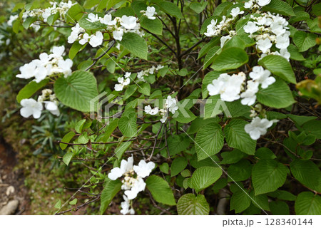 平ヶ岳、登山、新潟県 128340144
