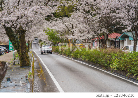 島田市川根町の家山の桜トンネルの風景(静岡県) 128340210