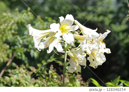 札幌花名所　百合が原公園　フラワーパーク 128340254