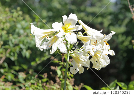 札幌花名所 百合が原公園 フラワーパーク 札幌花名所 百合が原公園 フラワーパーク 128340255