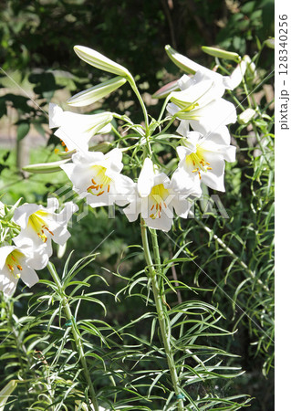 札幌花名所　百合が原公園　フラワーパーク 128340256