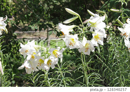 札幌花名所 百合が原公園 フラワーパーク 札幌花名所 百合が原公園 フラワーパーク 128340257