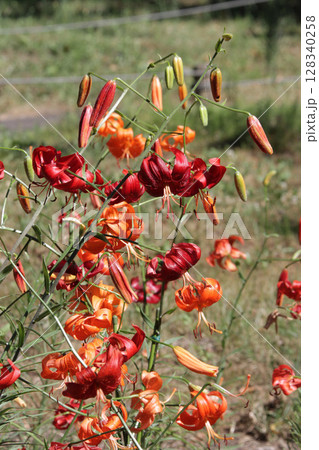 札幌花名所　百合が原公園　フラワーパーク 128340258