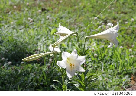 札幌花名所　百合が原公園　フラワーパーク 128340260