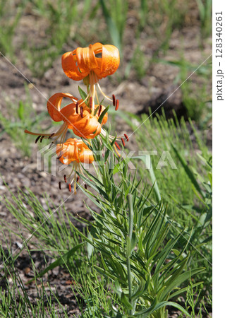 札幌花名所　百合が原公園　フラワーパーク 128340261