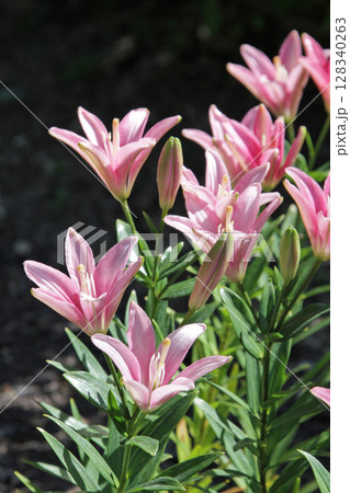 札幌花名所　百合が原公園　フラワーパーク 128340263