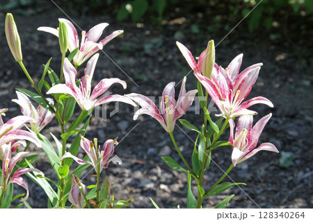 札幌花名所　百合が原公園　フラワーパーク 128340264