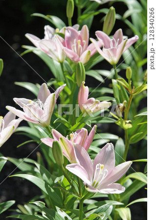 札幌花名所　百合が原公園　フラワーパーク 128340266