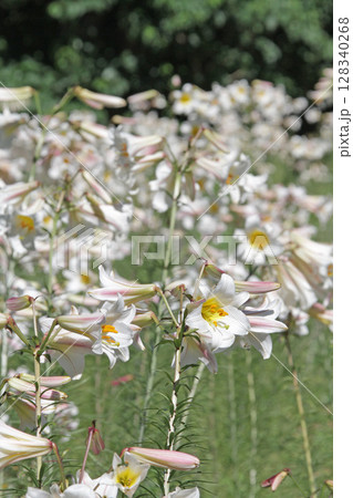 札幌花名所 百合が原公園 フラワーパーク 札幌花名所 百合が原公園 フラワーパーク 128340268