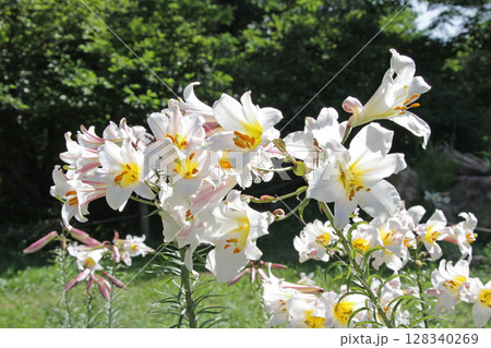 札幌花名所　百合が原公園　フラワーパーク 128340269