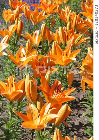 札幌花名所 百合が原公園 フラワーパーク 札幌花名所 百合が原公園 フラワーパーク 128340273