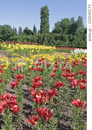 札幌花名所 百合が原公園 フラワーパーク 札幌花名所 百合が原公園 フラワーパーク 128340274