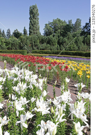札幌花名所　百合が原公園　フラワーパーク 128340276