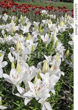 札幌花名所　百合が原公園　フラワーパーク 128340279