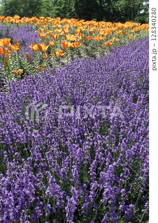 札幌花名所　百合が原公園　フラワーパーク 128340280